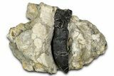 Camarasaurus Tooth with Partial Root in Situ - Bone Cabin Quarry #356969-1